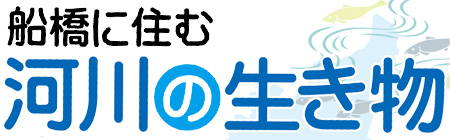 201306_kawa_logo.jpg