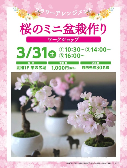 フラワーアレンジメント 桜のミニ盆栽作りワークショップ みんなで船橋を盛り上げる船橋情報サイト Myfunaねっと