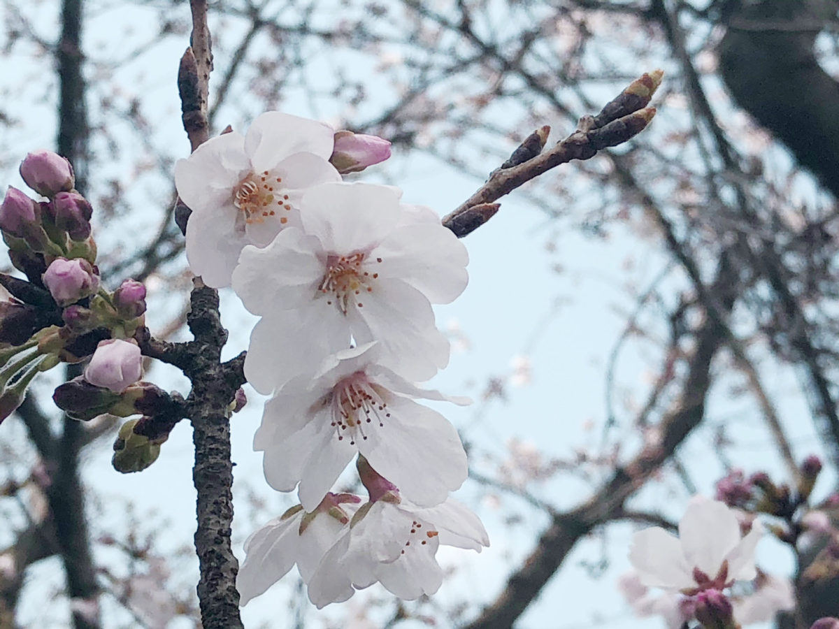 市内桜の見ごろは今週か 海老川の桜は3分咲き 自衛隊の周年記念式典一般開放や公園の夜間ライトアップは中止 みんなで船橋を盛り上げる船橋情報サイト Myfunaねっと